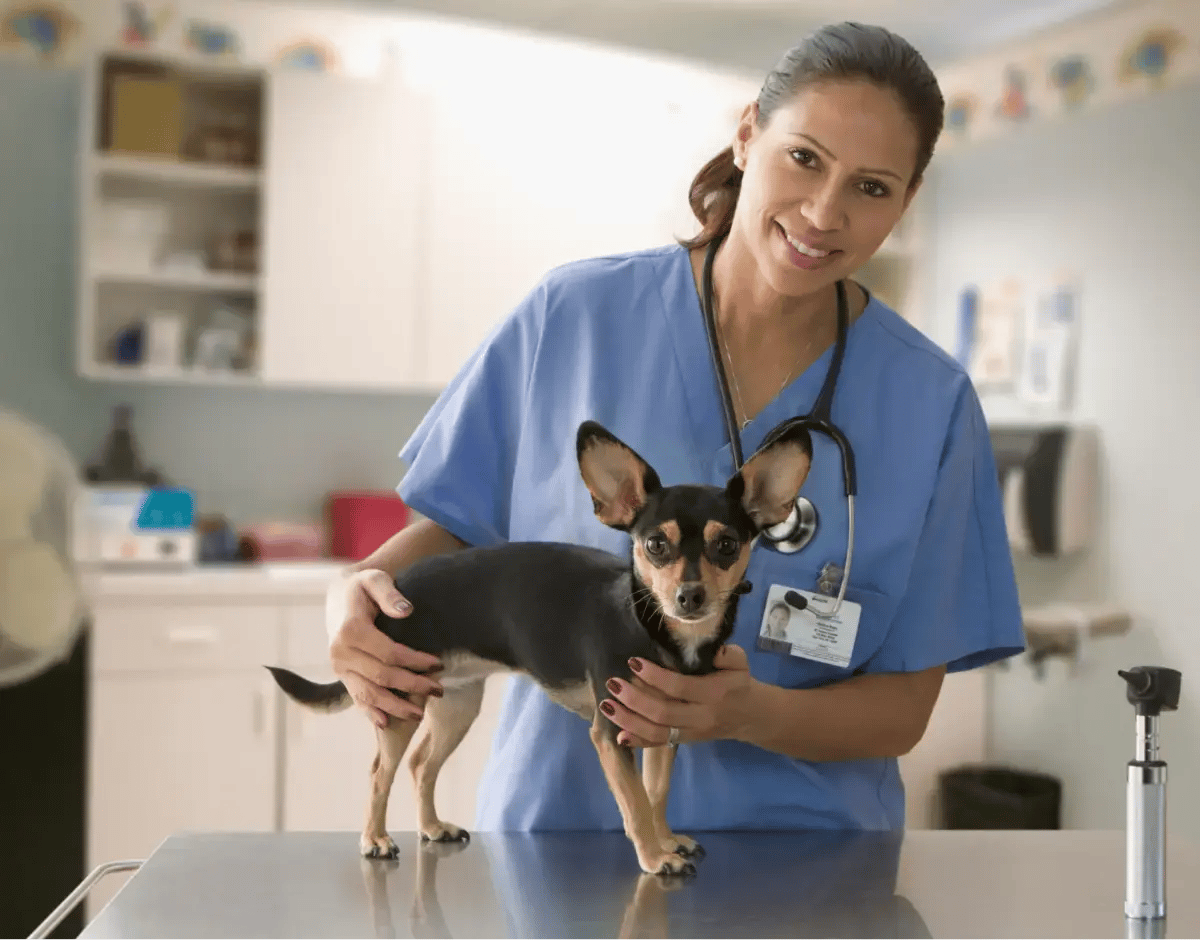 veterinaire