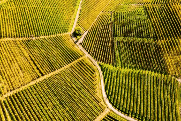 paysage-campagne